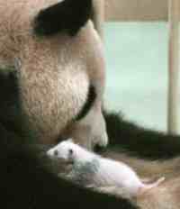 和歌山アドベンチャーワールドの親パンダと赤ちゃん